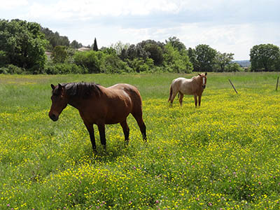 Horse hiking