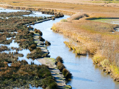 La Camargue : faune, flore, …