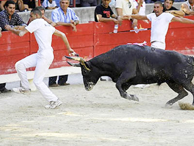 Rasetteur et taureau dans une course camarguaise